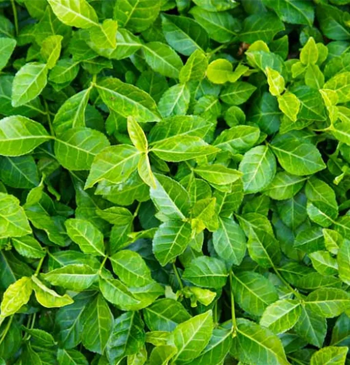 Spindelstrauch - Euonymus fortunei 'Coloratus'