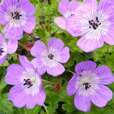 Topfgrösse 0.5 Liter - Storchschnabel 'Bloom Time'® - Geranium 'Bloomtime'