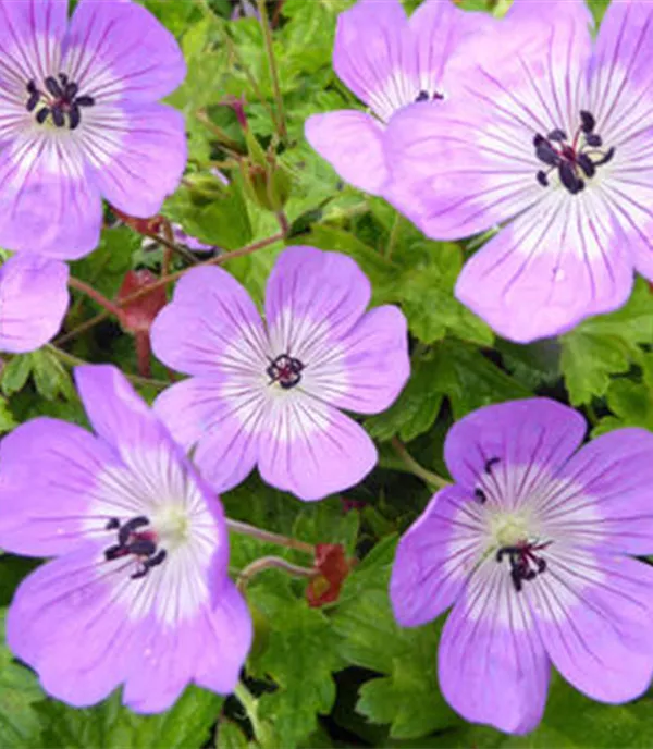 Geranium 'Bloomtime'