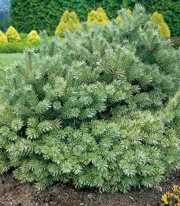 Pinus sylvestris 'Beuvronensis'