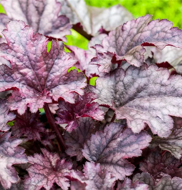 Heuchère 'Amethyst Myst'