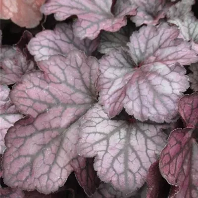 Topfgrösse 1 Liter - Purpurglöckchen 'Season´s King' - Heuchera 'Seasons King'