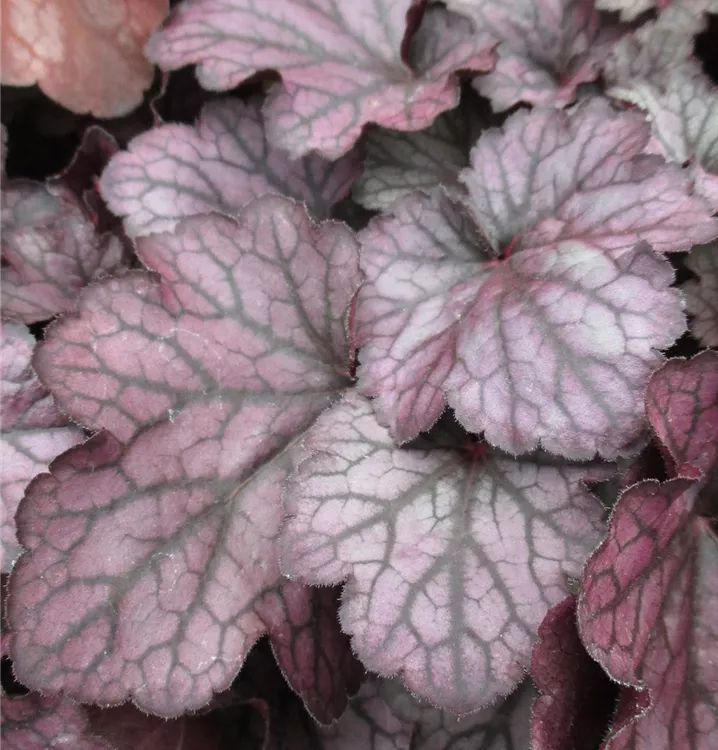 Purpurglöckchen 'Season´s King' - Heuchera 'Seasons King'