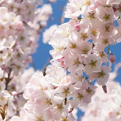 im Container 125 - 150 - Zierkirsche - Prunus 'Pandora'