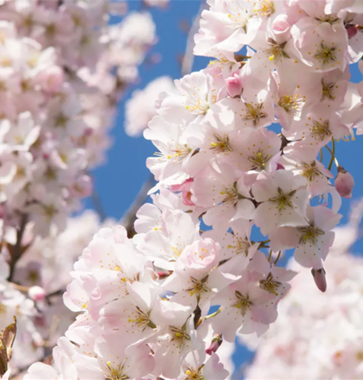 Zierkirsche - Prunus 'Pandora'