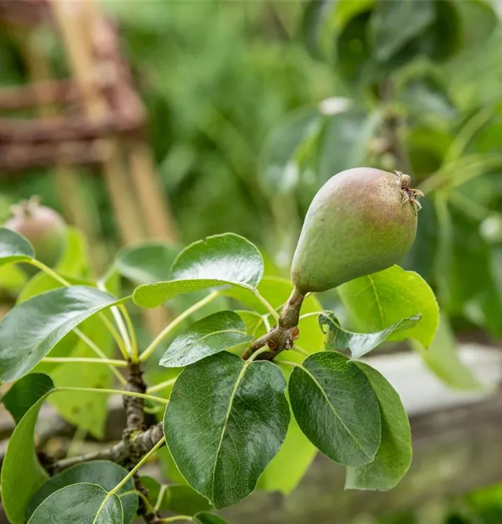 Pyrus (Birne) Sorten