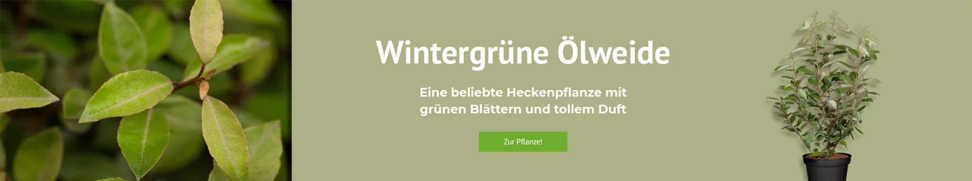 Entdecken Sie unsere Wintergrüne Ölweide