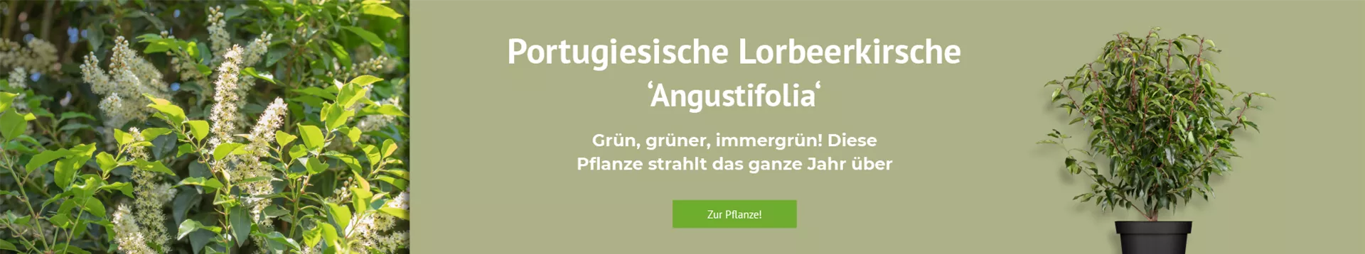 Entdecken Sie unsere Portugiesische Lorbeerkirsche 'Angustifolia'