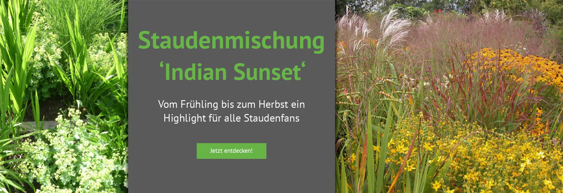 Entdecken Sie unsere Staudenmischung Indian Sunset