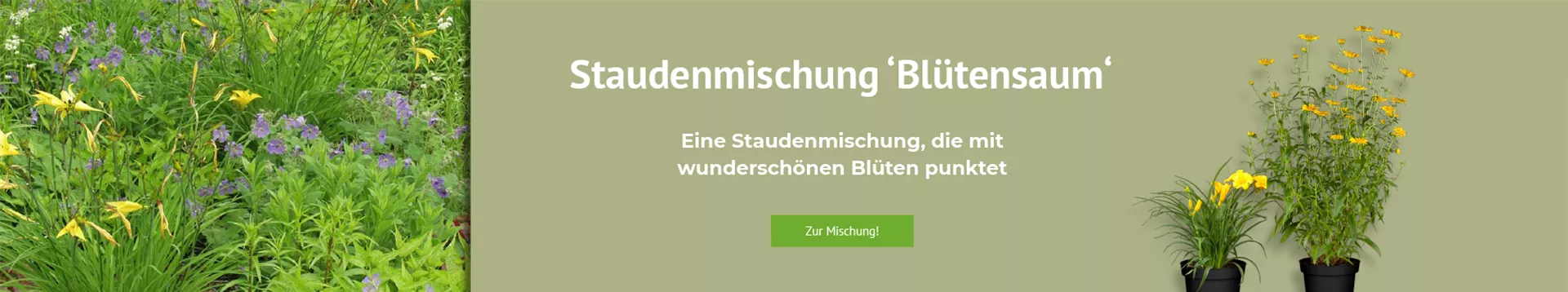 Entdecken Sie unsere Staudenmischung Blütensaum