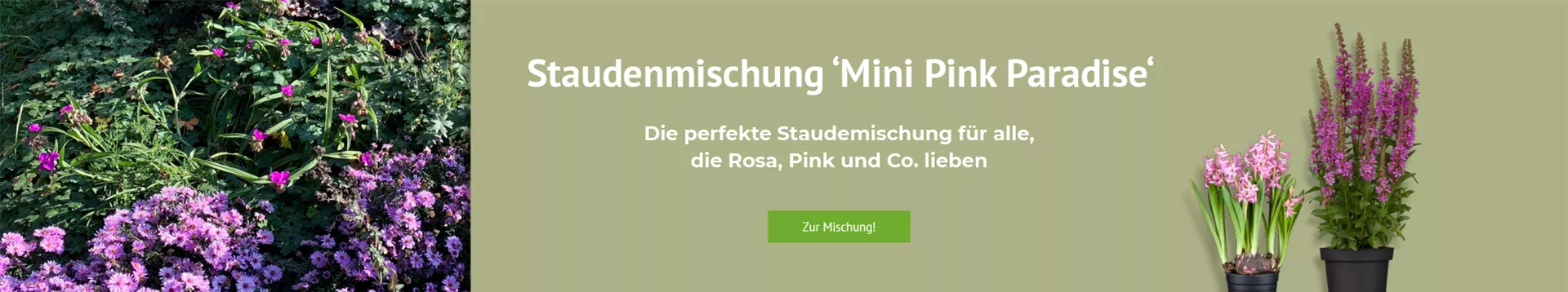 Entdecken Sie unsere Staudenmischung Mini Pink Paradise