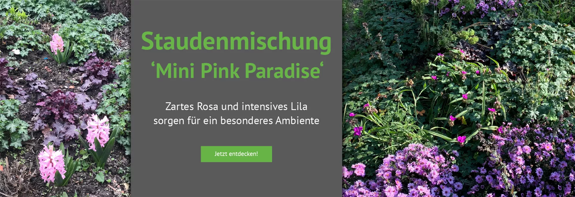 Entdecken Sie unsere Staudenmischung Mini Pink Paradise