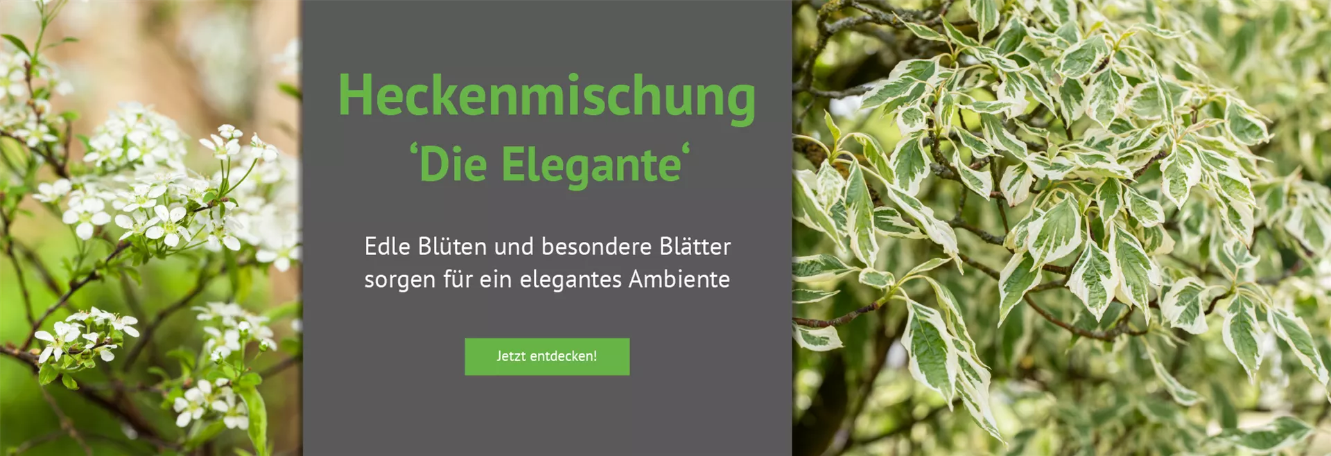 Entdecken Sie unsere Heckenmischung 'Die Elegante'