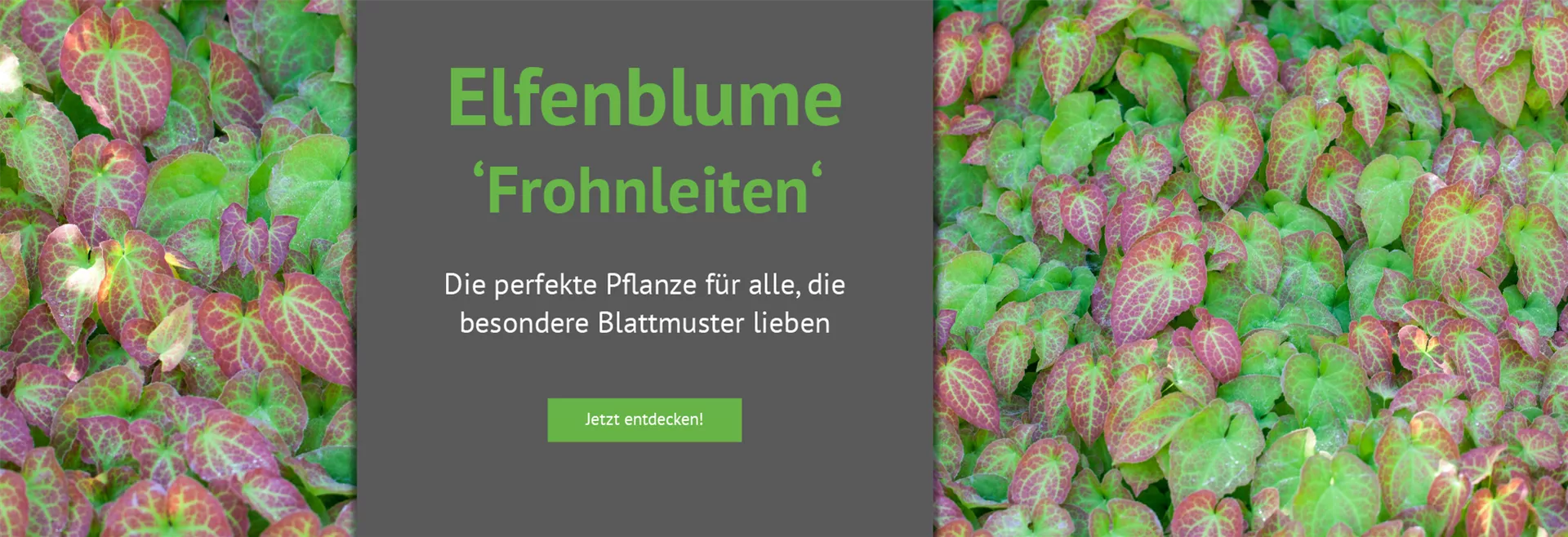 Entdecken Sie unsere Elfenblume 'Frohnleiten'