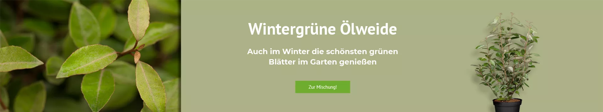 Entdecken Sie unsere Wintergrüne Ölweide