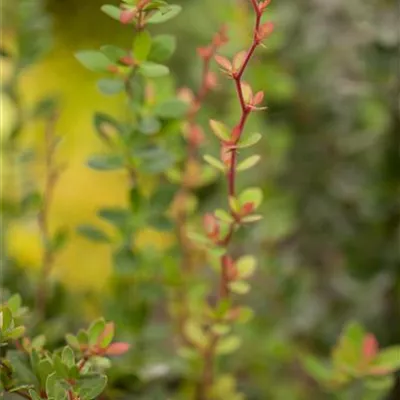 im Container 30 - 40 - Berberitze - Berberis buxifolia 'Nana'