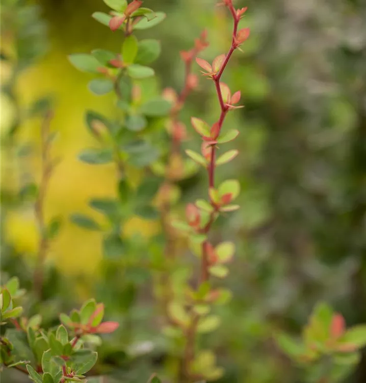 Berberitze - Berberis buxifolia 'Nana'