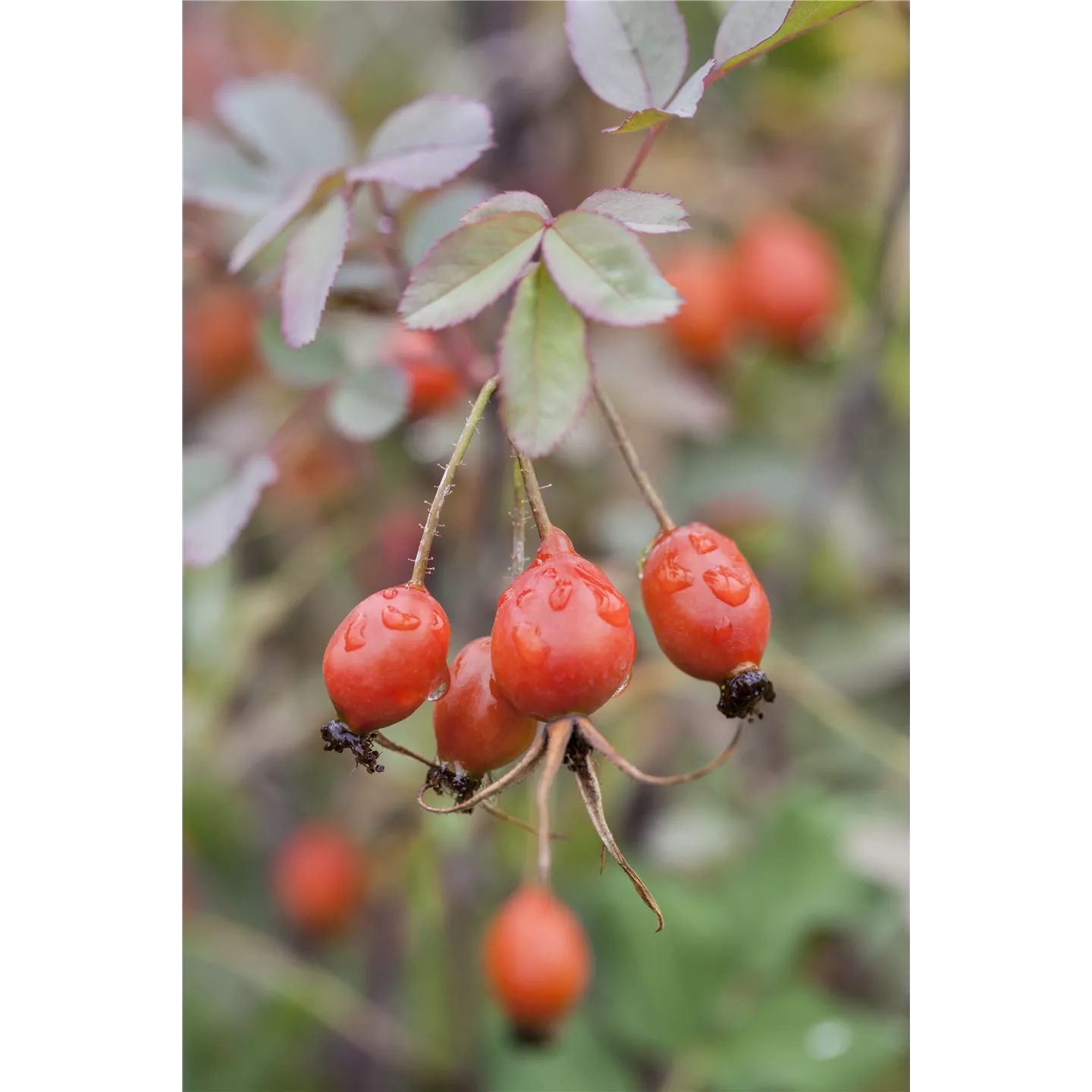 Heckenmischung 'Die Einheimische' als Highlight im Garten