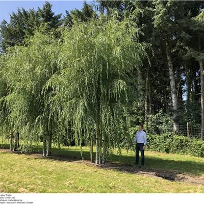 Mit Ballen mehrstämmig Breite 300-400cm, Höhe 500-700cm - Trauerweide 'Tristis' mehrstämmig - Salix sepulcralis (x) 'Tristis' Charakterpflanze