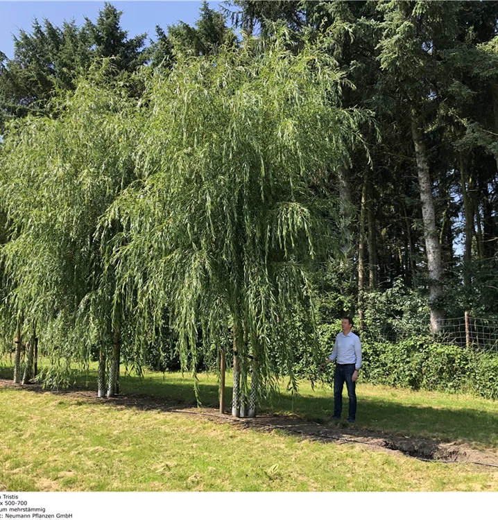 Trauerweide 'Tristis' mehrstämmig - Salix sepulcralis (x) 'Tristis' Charakterpflanze