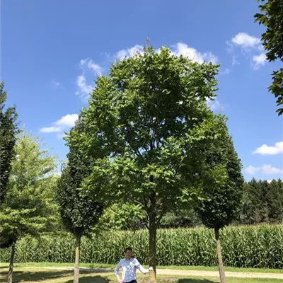 Solitärbaum mit Ballen Stammumfang 50-60cm, Br. 300-400cm, H. 500-700cm - Blasenbaum - Koelreuteria paniculata