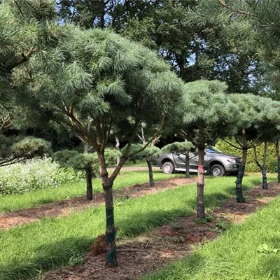 mit Ballen Breite 150-200cm, Höhe 300-350 cm - Wald-Kiefer Pinienform - Pinus sylvestris Pinienform