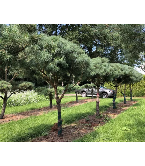 Pinus sylvestris Pinienform