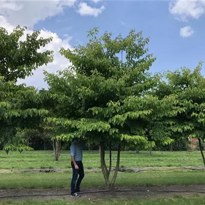 mit Ballen Breite 300-400cm, Höhe 350-400 cm - Pagoden Hartriegel Schirmform - Cornus controversa Schirmform