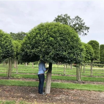 Charakterbaum mit Ballen Breite 300-400cm, Höhe 300-350 cm - Portugiesischer Kirschlorbeer Charakterbaum - Prunus lusitanica 'Angustifolia' Charakterbaum