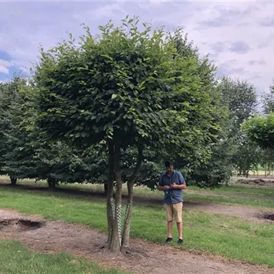 Mehrstämmige Kastenform mit Ballen Höhe 350cm, Kasten 240x240x150cm - Hainbuche Kastenform mehrstämmig - Carpinus betulus Kastenform mehrstämmig