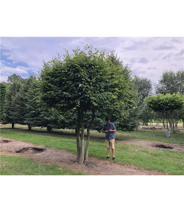 Carpinus betulus Kastenform mehrstämmig