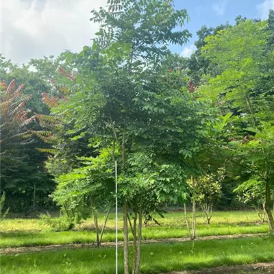 Mit Ballen Breite 200-300cm, Höhe 400-450cm - Geweihbaum - Gymnocladus dioicus Solitärbaum