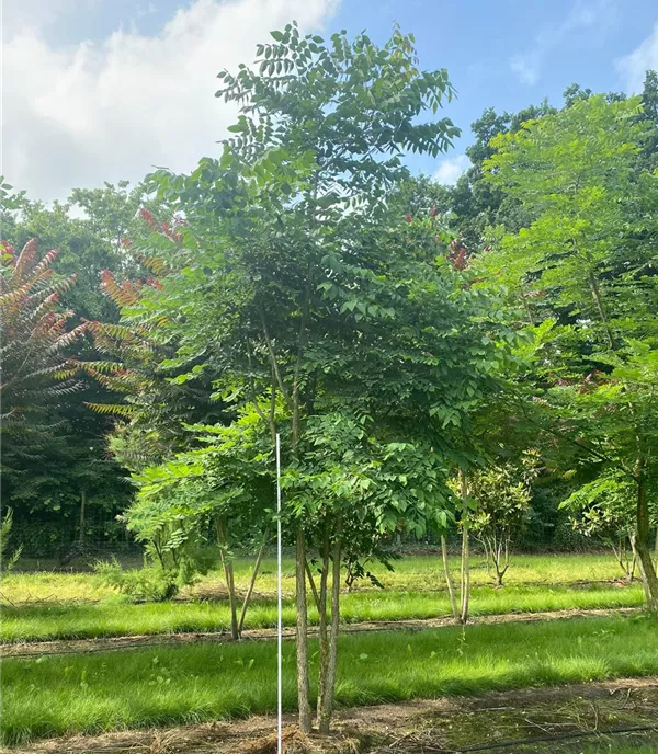 Gymnocladus dioicus Solitärbaum