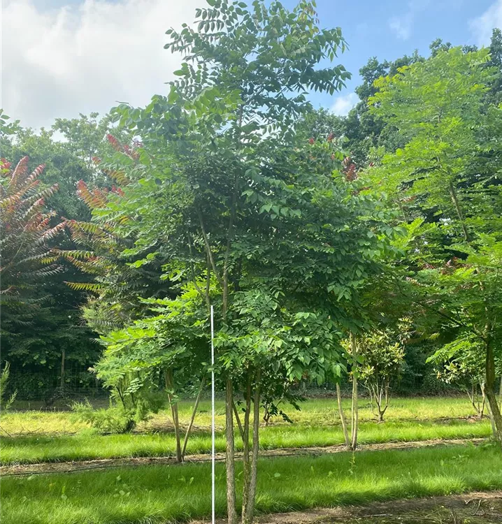 Geweihbaum - Gymnocladus dioicus Solitärbaum