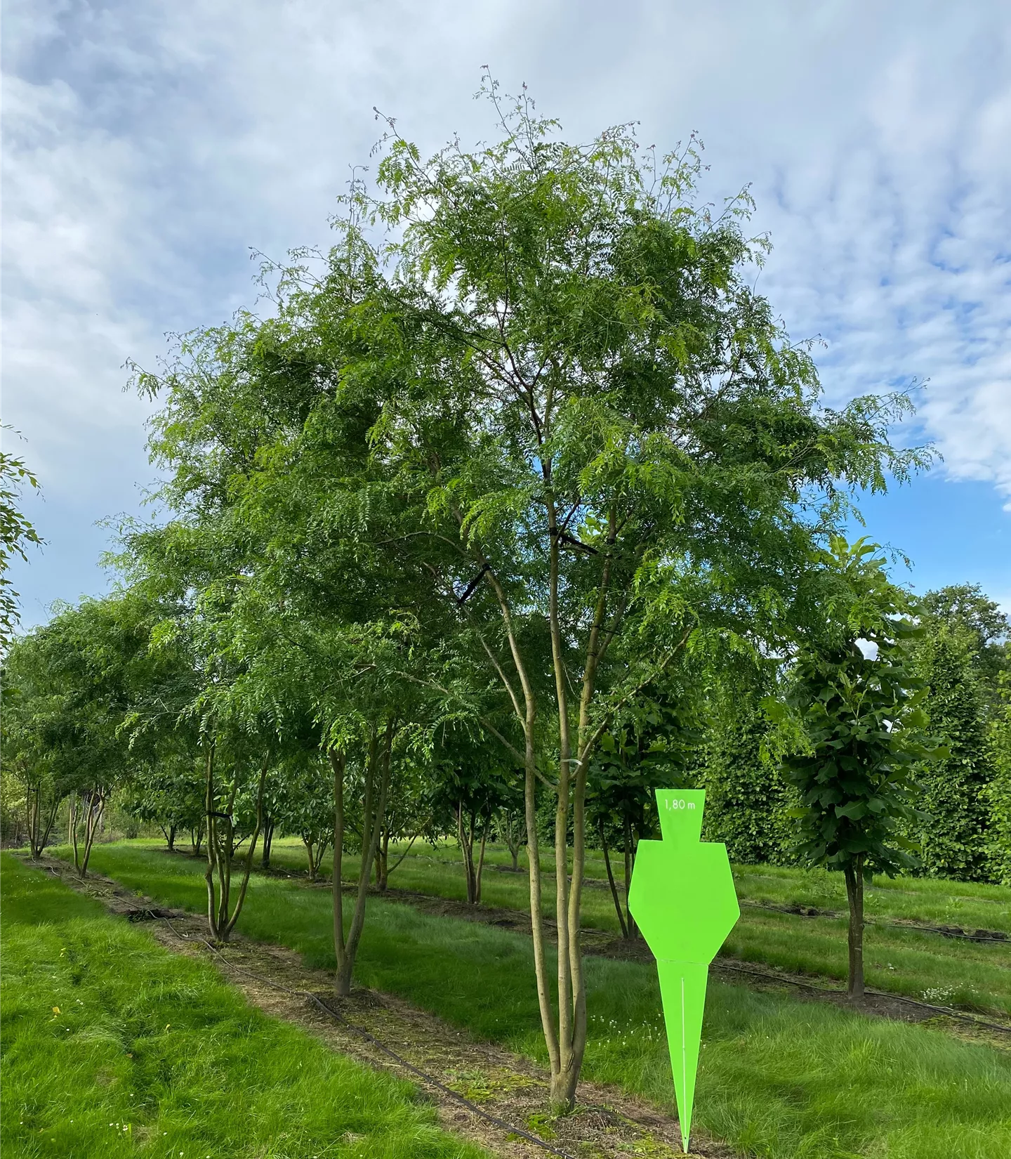 Gleditsia triacanthos 'Skyline' Schirmform