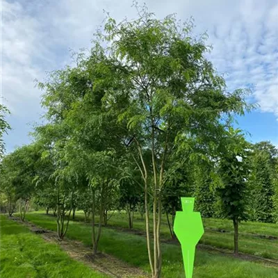 mit Ballen Breite 200-250cm, Höhe 450-500 cm - Lederhülsenbaum 'Skyline' Schirmform - Gleditsia triacanthos 'Skyline' Schirmform