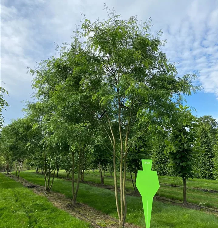 Lederhülsenbaum 'Skyline' Schirmform - Gleditsia triacanthos 'Skyline' Schirmform