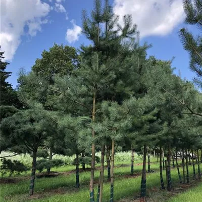 mit Ballen Breite 200-300cm, Höhe 450-500cm - Wald-Kiefer mehrstämmiger Solitärbaum - Pinus sylvestris mehrstämmiger Solitärbaum