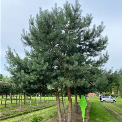 mit Ballen Breite 400-600cm, Höhe 600-700cm - Wald-Kiefer mehrstämmiger Solitärbaum - Pinus sylvestris mehrstämmiger Solitärbaum