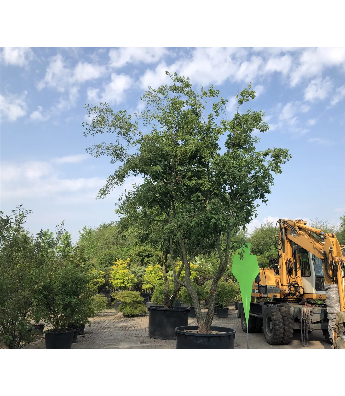 Quercus pubescens Charakterbaum