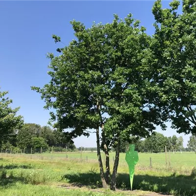 Mehrstämmiger Solitärbaum mit Ballen Breite 400-600cm, Höhe 700-800cm - Stieleiche Mehrstämmiger Solitärbaum - Quercus robur Mehrstämmiger Solitärbaum