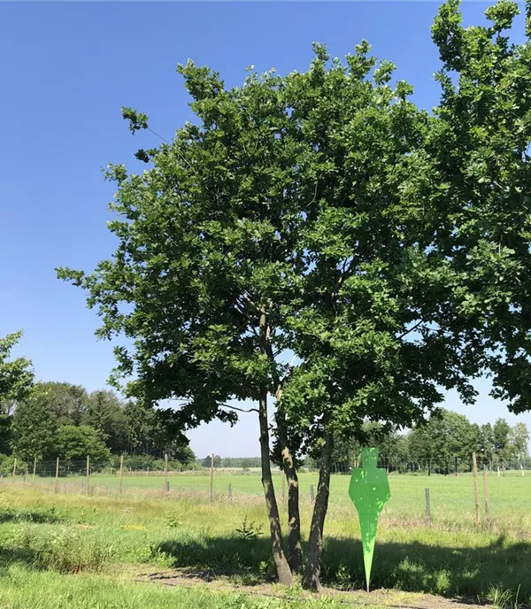 Quercus robur Mehrstämmiger Solitärbaum