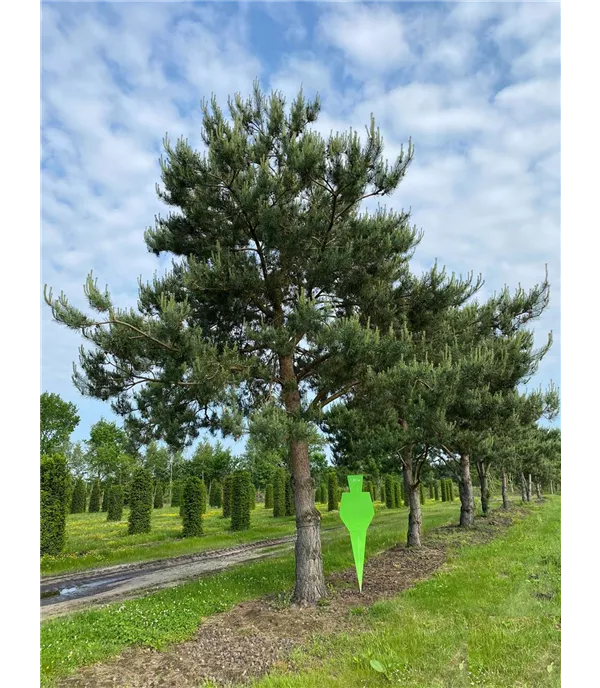 Pinus sylvestris Charakterbaum