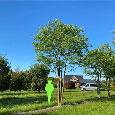 Mehrstämmiger Solitärbaum mit Ballen Breite 200-300cm , Höhe 500-600cm - Südlicher Zürgelbaum Mehrstämmiger Solitärbaum - Celtis australis Mehrstämmiger Solitärbaum