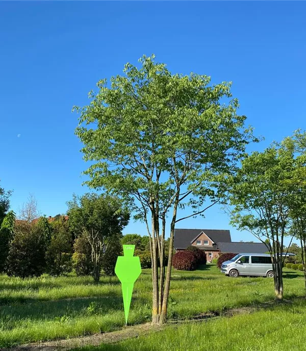 Celtis australis Mehrstämmiger Solitärbaum