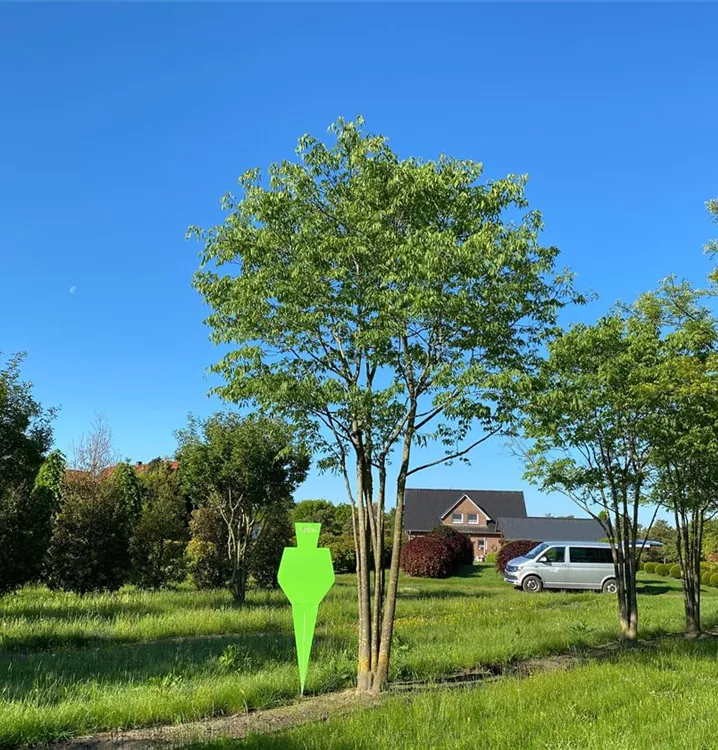 Südlicher Zürgelbaum Mehrstämmiger Solitärbaum - Celtis australis Mehrstämmiger Solitärbaum