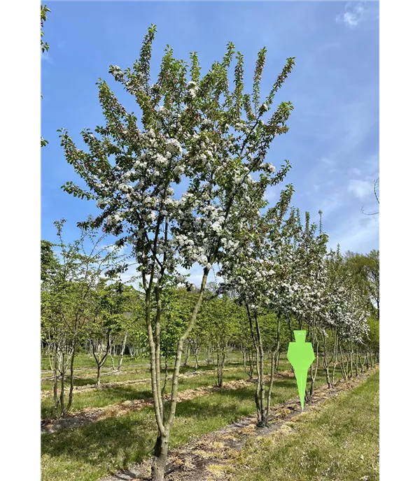 Malus 'Butterball' Schirmform