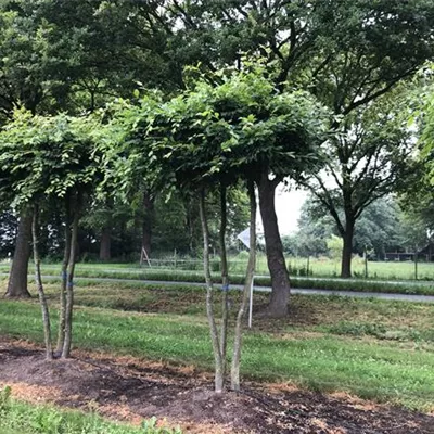 Mehrstämmige Dachform mit Ballen, Höhe 200cm - Hainbuche Mehrstämmige Dachform - Carpinus betulus Mehrstämmige Dachform