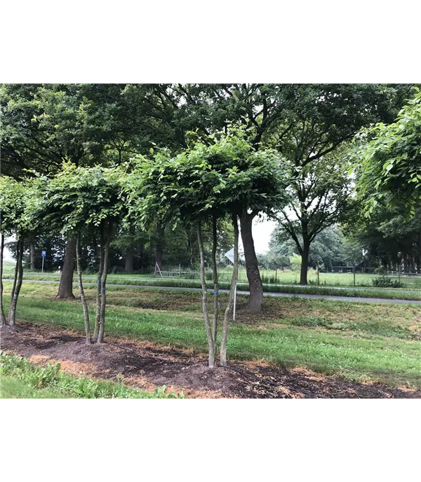 Carpinus betulus Mehrstämmige Dachform