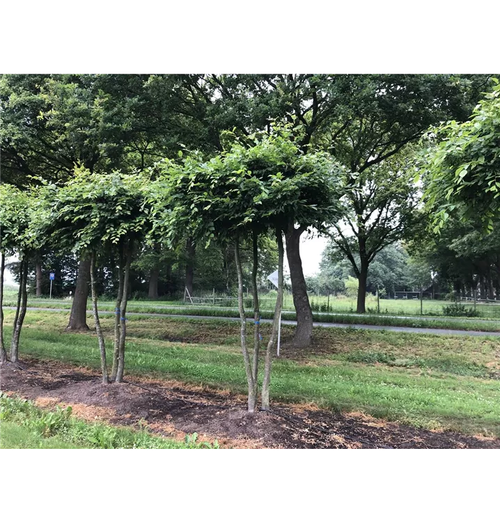 Hainbuche Mehrstämmige Dachform - Carpinus betulus Mehrstämmige Dachform